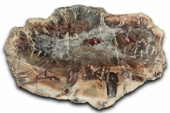 Beautiful Petrified Wood (Araucaria) Slab - Madagascar #344649